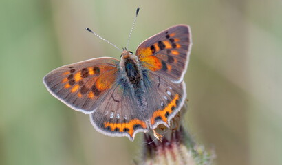 butterfly on a flower