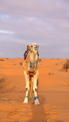 Dromedary camel (Camelus dromedarius) wearing a saddle in the Sahara Desert, outside of Douz, Tunisia