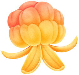 Cloudberry Fruit Watercolor illustration