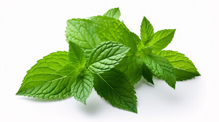 Mint leaf. Fresh mint on white background. Mint leaves isolated. Full depth of field. 