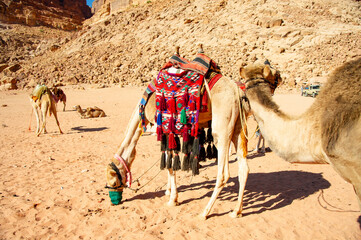 Camels in Wadi Rum Jordan