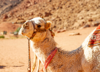 Camels in Wadi Rum Jordan