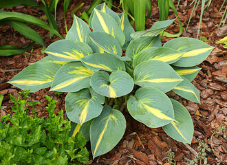 Hosta (funkia) bylina o ozdobnych liściach, odmiana  Party Popper - obrazy, fototapety, plakaty