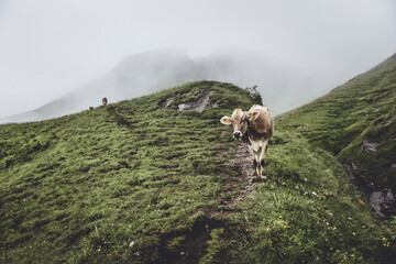 Berglandschaft mit Kuh