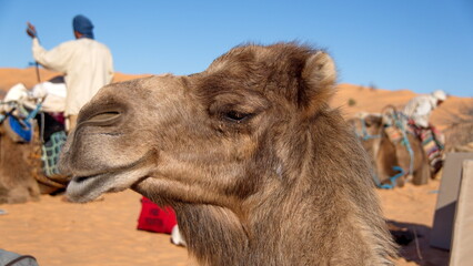 Close up of a dromedary camel (Camelus dromedarius) in the Sahara Desert, outside of Douz, Tunisia