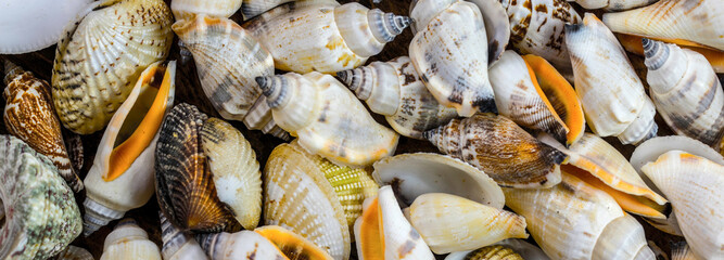 Shell Collection: 4K Ultra HD Image of Variety of Sea Shells Close Up from Top