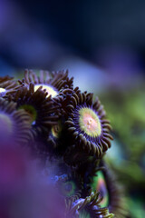 Koralowce w akwarium morskim z rodziny Zoanthidae - obrazy, fototapety, plakaty