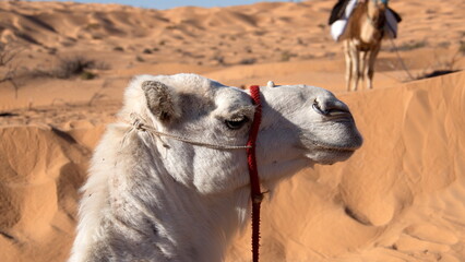 Close up of a domedary camel (Camelus dromedarius) wearing a red halter in the Sahara Desert, outside of Douz, Tunisia