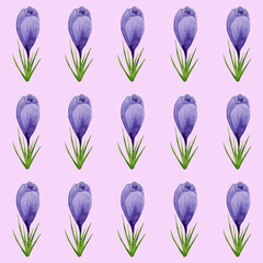 Watercolor spring crocuses seamless pattern, spring flower digital paper on pink background. Hand painted floral illustration. For textile design, packaging, wrapping paper, wallpaper, scrapbooking.