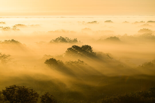 Landscape at dawn with dense fog covering the trees