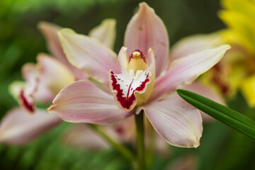 Fototapeta na wymiar Beautiful colorful Orchid flower. Photo with nice bokeh