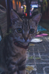 A cat with a red collar is standing on a sidewalk