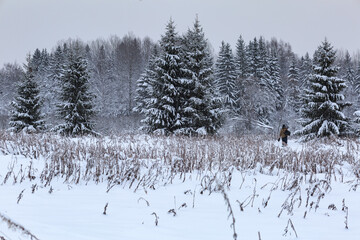 A forester with an ax walks through a snowy forest, around the taiga, preparing to harvest...