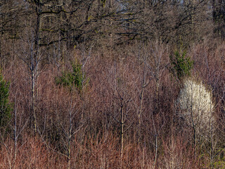 Eine Baumschule am Waldrand im Fr&uuml;hjahr