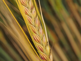 Ears of wheat in the field close up 