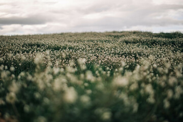 Obraz premium Field of flowers