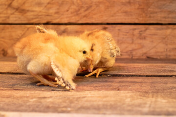 day old chick