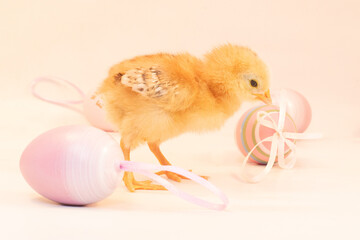Easter chick 