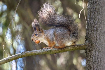 The red squirrel or Eurasian red squirrel (Sciurus vulgaris) is sitting on a branch. Spring.