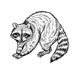 Raсcoon vector sketch, isolated black and white illustration.