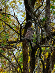 Barred Owl
