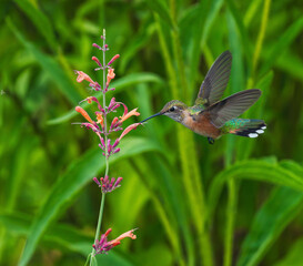 A female Broad-tailed Hummingbird with beautiful feather coloring is attracted to a Hummingbird Mint plant in the garden.