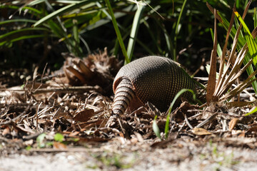 Armadillo tail in natural habitat