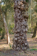 Burl or neoplasm on the trunk of a tree