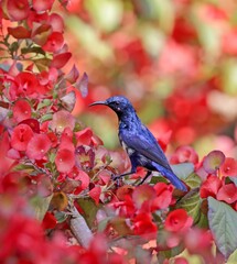 Colorful Purple Sunbird perching on flower. this photo was taken from Bangladesh.