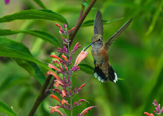 Close up of a Broad-tailed Hummingbird viewed from the front, sipping nectar out of a Hummingbird Mint flower.
