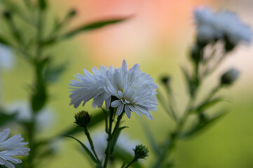 Symphyotrichum novi-belgii beautiful flowering plant, white full flower petal New York aster in bloom, green leaves