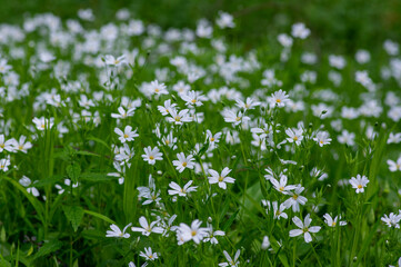 Stellaria holostea bright white wild flowering forest plants, rabelera greater starwort addersmeat flowers in bloom
