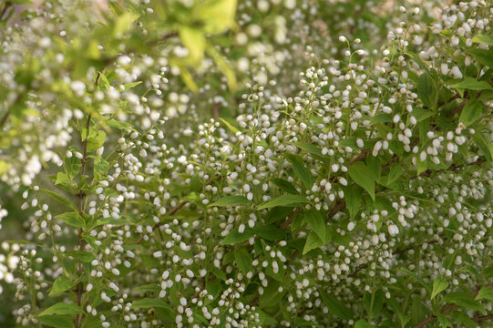 Deutzia gracilis duncan Chardonnay pearls white flowering shrub, beautiful ornamental flowers starting to bloom