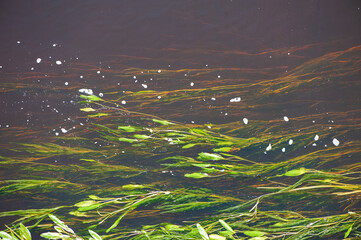 Green seaweed in the brown river water - 755944595