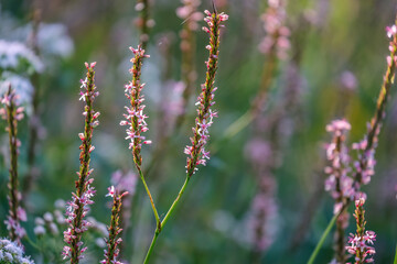 Bistorta amplexicaulis 'misty morning' (Persicaria amplexicaulis),An unusual, shortish new persicaria with very pale pink flowers from July to October. 