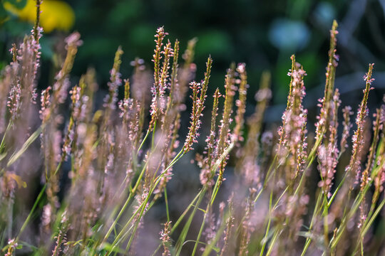 Bistorta amplexicaulis 'misty morning' (Persicaria amplexicaulis),An unusual, shortish new persicaria with very pale pink flowers from July to October. 