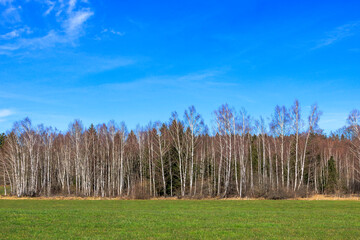 Obraz premium A forest consisting mainly of birch trees near Peiting in Bavaria on a sunny spring day with a blue sky