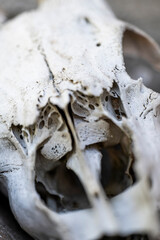Close up of an animal skull
