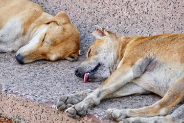 Portrait of a feral dogs in Ahmedabad, India