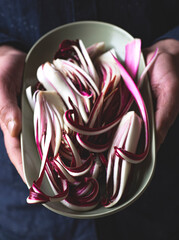 Bitter red italian radicchio chicory from Treviso (IGP, Verona, Italy) in the mans hands.  Italian...