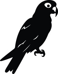 Obraz premium Africangrayparrot silhouette