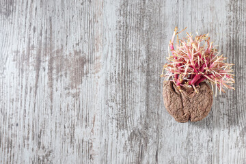 Old sprouted potato Potatoes sprouted in the shape of a human heart with curvy roots placed on wooden table against white background