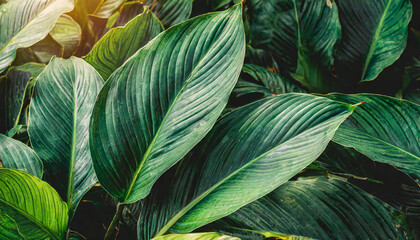 leaves of spathiphyllum cannifolium in the garden abstract green texture nature dark tone...