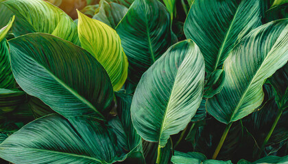 leaves of spathiphyllum cannifolium in the garden abstract green texture nature dark tone background tropical leaf