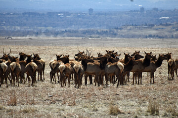 Naklejka na ściany i meble Elk Herd in Colorado Flatlands 