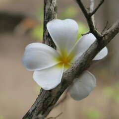 frankipani, Asian white, yellow flowers, strong, beautifully scented
