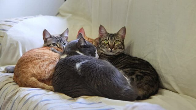 Four cats lying together on a sofa. Protecting yourself from the cold.