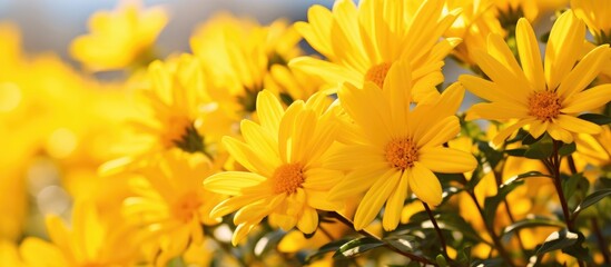 Fototapeta premium A cluster of bright yellow daisies, a type of flowering plant, can be seen in closeup in the garden. Each petal is covered in pollen, showcasing the beauty of this herbaceous plant