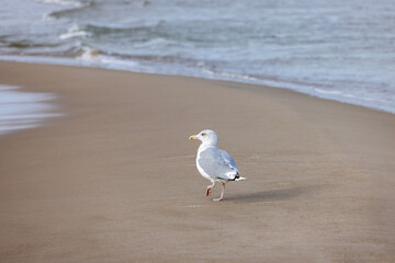 Sea gull walking on the sand by water of the Baltic Sea, the foamy water of the Baltic Sea, Island Wolin, Miedzyzdroje, Poland