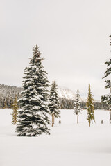 snow covered evergreen trees by alpine lake